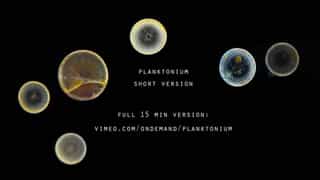 Screenshot of Planktonium - SHORT VERSION